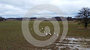 White geese on gray field arrived in early spring from the southern countries