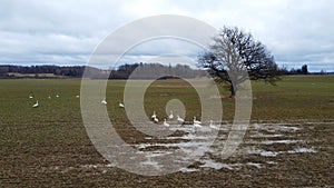 White geese on gray field arrived in early spring from the southern countries