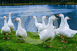 White geese on green grass on the shore of a pond