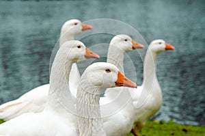 White geese on green grass on the shore of a pond