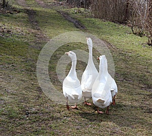 White geese on green grass.