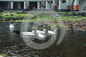 White geese in the lake, farmyard goose. Park of Nusa Dua, Bali island, Indonesia.