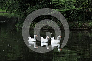 White geese on the lake - Schwetzingen Germany