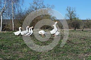 White geese on the lawn on the background of the blue sky,low viewing angle. Goose cottage industry breeding.