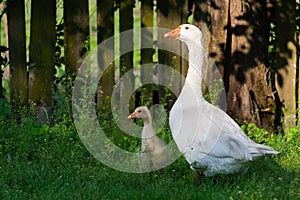 White geese and litle gesse on green grass near the fencef