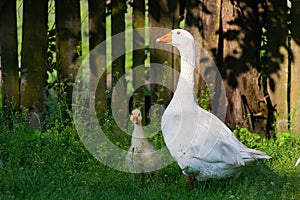 White geese and litle gesse on green grass near the fencef