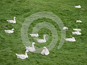 White geese lying on a green meadow
