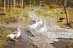 White geese with orange beaks in the park walk in search of food