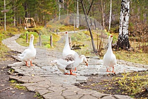 White geese with orange beaks in the park walk in search of food