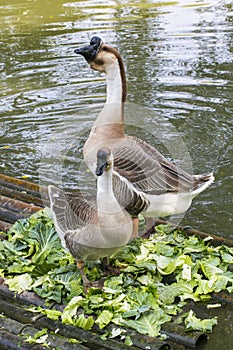 White geese in the pond