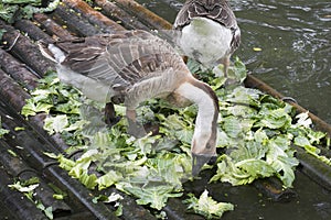 White geese in the pond