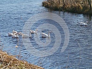 White geese in a pond with reed