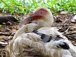 White geese resting on the ground