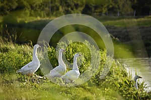 White geese standing by nature water in holland, netherland