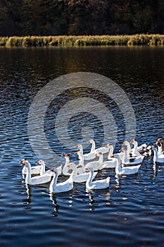 White geese swim in an organized manner on the water. Rural landscape, appeasement. Photo, wallpaper