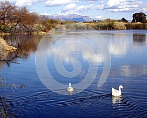 White Geese swim out onto a calm peaceful lake
