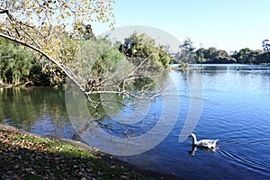White geese swim in Western Springs park in Auckland New Zealan
