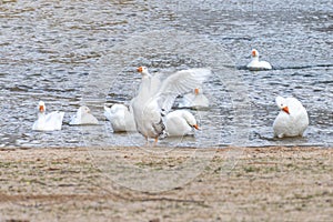 White geese swimming in the lake by the shore with a goose flapping its wings