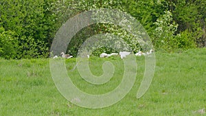 White geese walking on green grass. White goose grazing on rural field in bird farm. Static view.