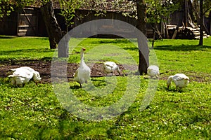 White geese in the yard of a rural house