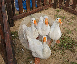 White geese with yellow beaks in a wooden corral.