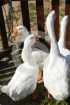 White geese with yellow beaks in a wooden corral.