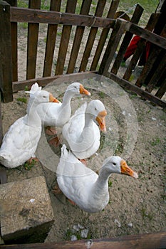 White geese with yellow beaks in a wooden corral.