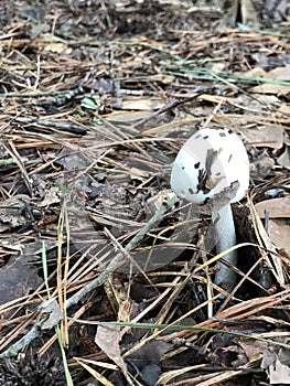 White Generic Alabama Mushroom Popping Up in Leaf Litter in Morgan County