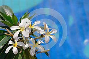 White gentle beautiful blossoms of the Plumeria Obtusa or Frangipani tropical bush with bright blue in the blurred background