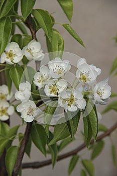 White gentle pear blossoms close up. Place for text.