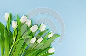 White gentle tulips on blue background. Holiday spring concept, International women day, Mother`s Day