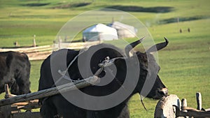 White Ger Tents And Ox Cart Tumbrel in Meadows of Mongolia