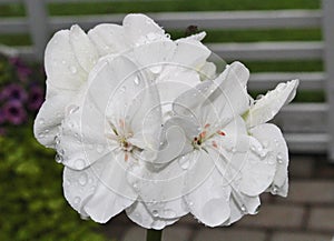 White geranium
