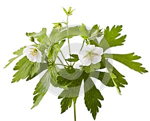 White geranium flower