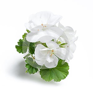 White geranium flower blossoms with green leaves isolated on white background, geranium flower template concept