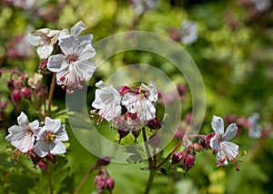 White geranium / Hardy Cranesbill in flower in May, UK