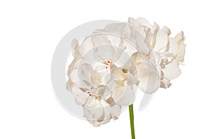 White geranium isoltated