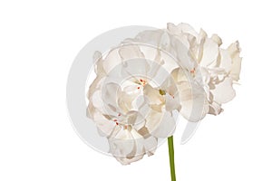White geranium isoltated photo