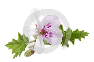 White Geranium Pelargonium graveolens on white photo