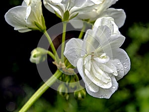 White geranium with water drops