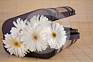 White Gerber Daisies in Vintage Suitcase