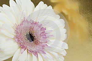 White Gerber daisy flower with pink center reflecting in a gold background