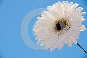 White gerber flower