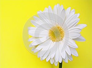 White Gerbera