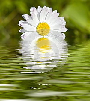 White gerbera