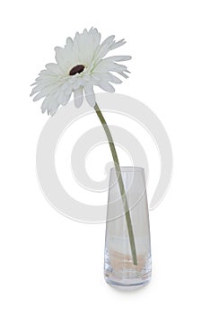 White gerbera daisy in a glass vase isolated on white background