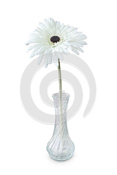 White gerbera daisy in a glass vase isolated on white background