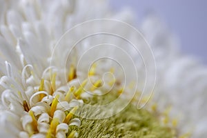 White gerbera daisy, macro photo. close up