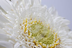 White gerbera daisy, macro photo. close up