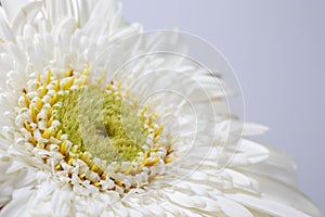 White gerbera daisy, macro photo. close up